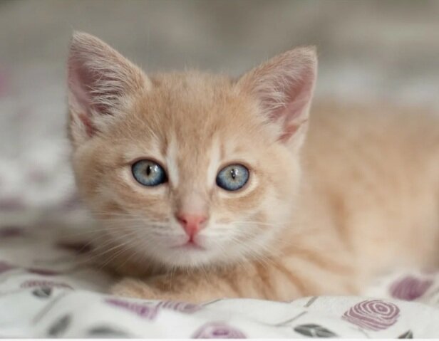 Фото Яндекс картинки свободный доступ 