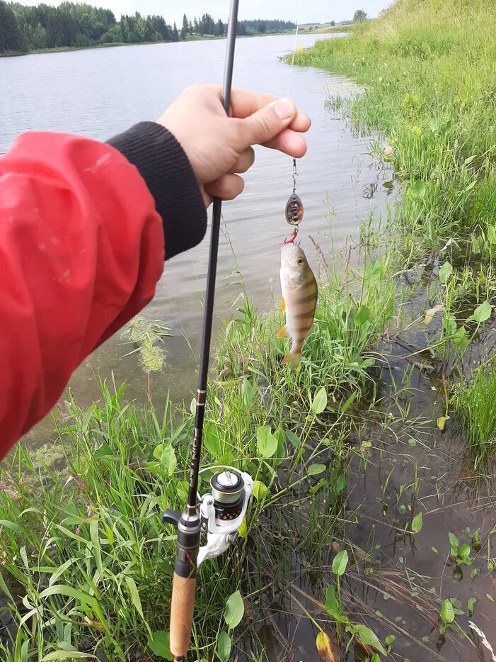 Окунь на ультралайтовый спиннинг - фото Данила Трапезникова
