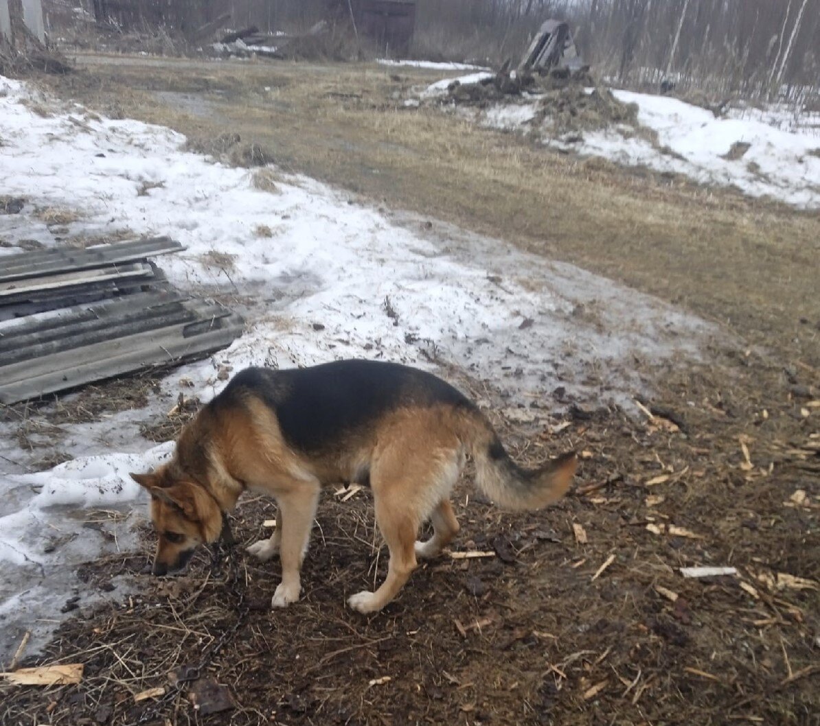 Очень похожа на овчарку