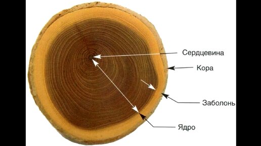 Изучаем строение древесины- Заболонь
