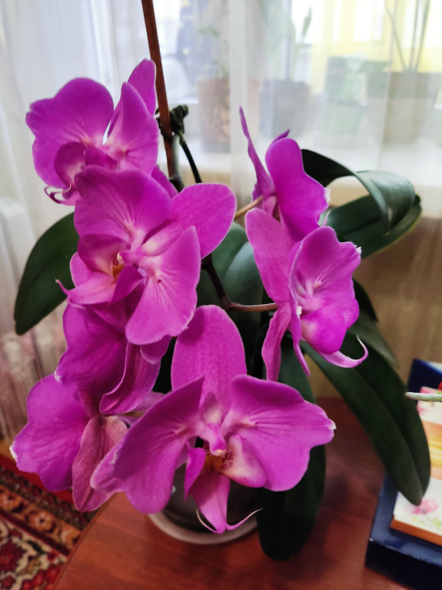 Вот такая изумительно красивая бабочка