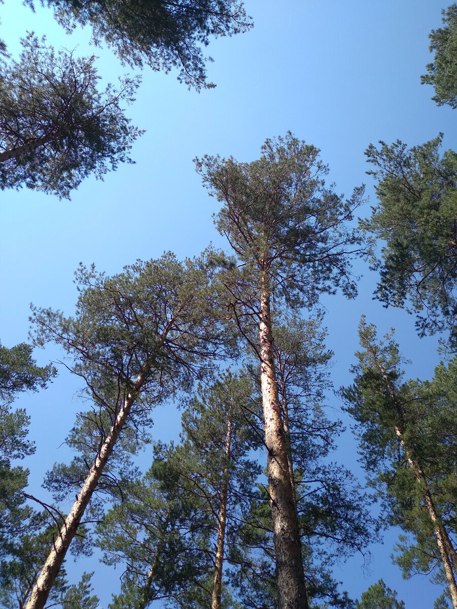 Солнце и сосны! День чудесный!