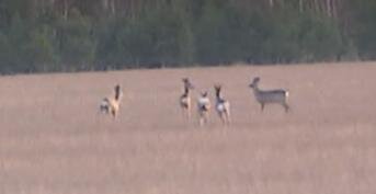    Скриншот из видео телеканала "Россия 1"