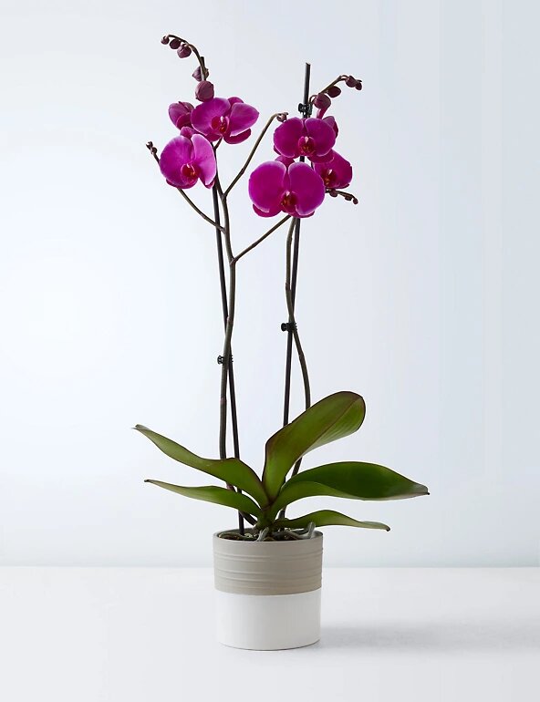 Виды и сорта орхидеи Фаленопсис