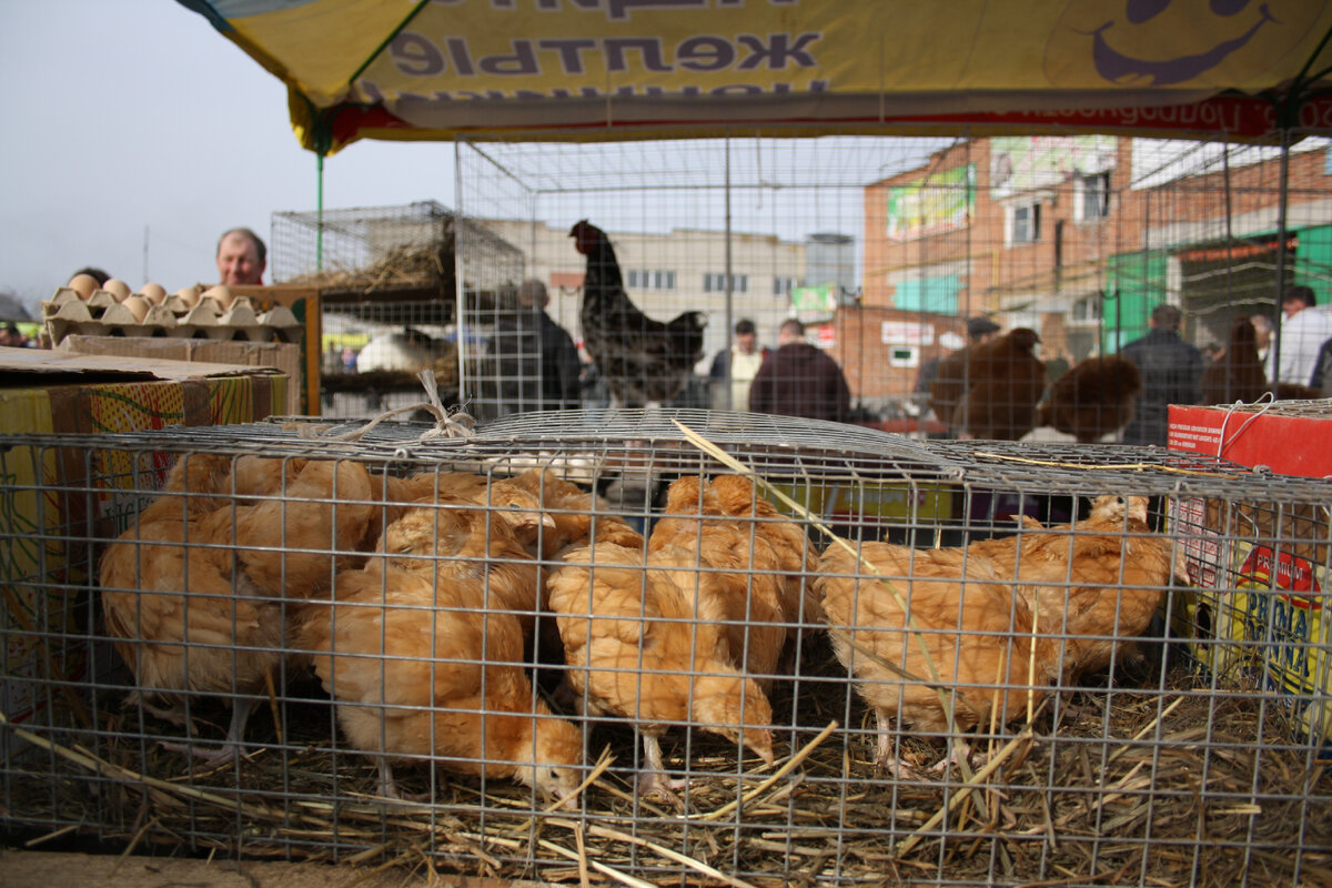 птичий рынок в санкт петербурге с животными