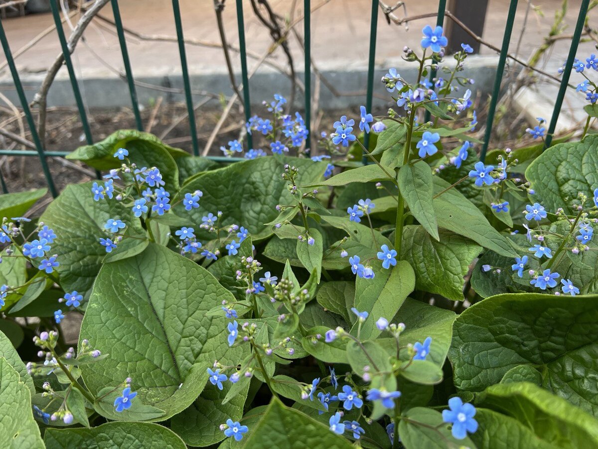 Бруннера Сибирская Brunnera sibirica