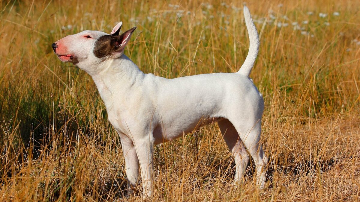 Любопытной Варваре на базаре, или 10 пород собак с длинным носом | Питомцы  Mail.ru | Дзен