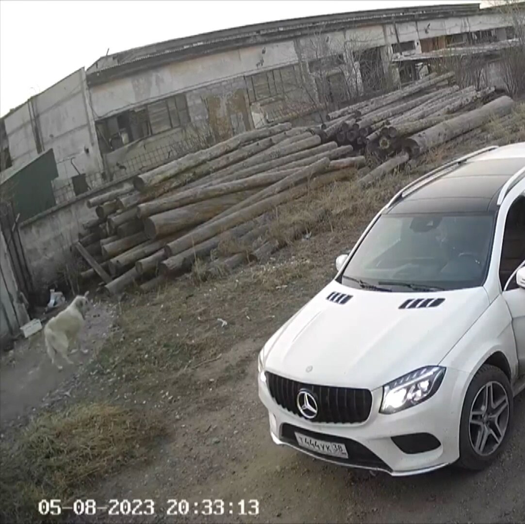 Дознаватели полиции возбудили уголовное дело по факту жестокого избиения собаки в Хомутове. Как сообщает пресс-служба ГУ МВД по Иркутской области, инцидент произошел во время ссоры между родственниками, которые конфликтуют из-за раздела недвижимости. Мужчина, повредивший автомобили, возместил ущерб, стороны претензий друг к другу не имеют.