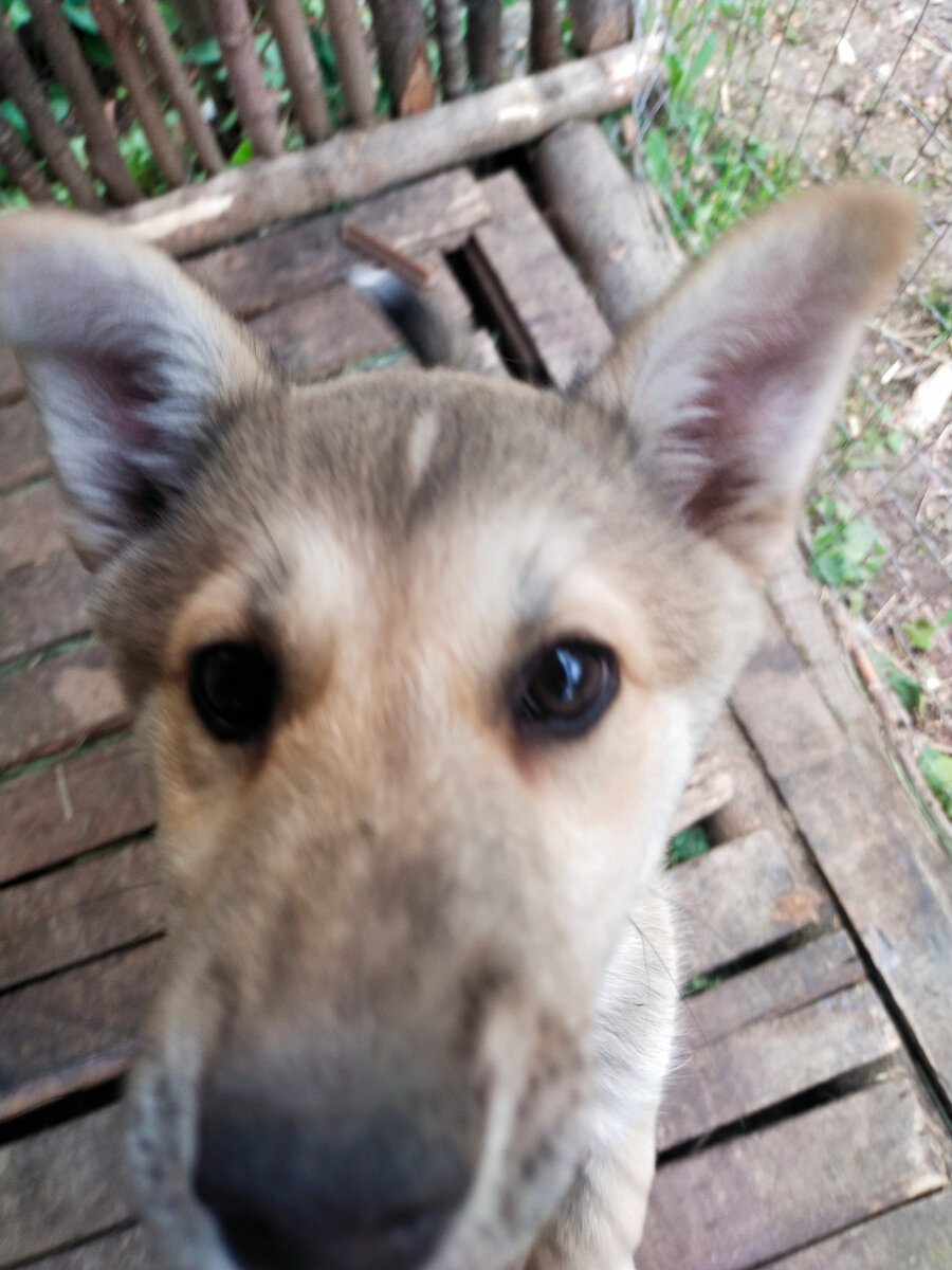 Мордочка Лакуси