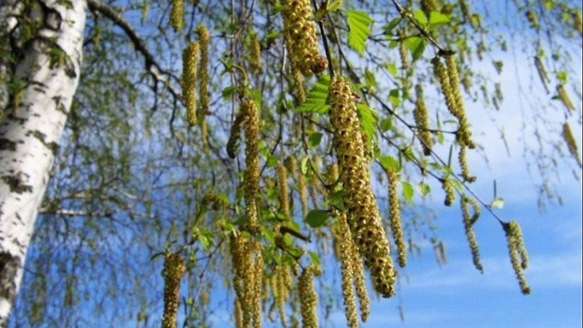 Веточки березы Троица