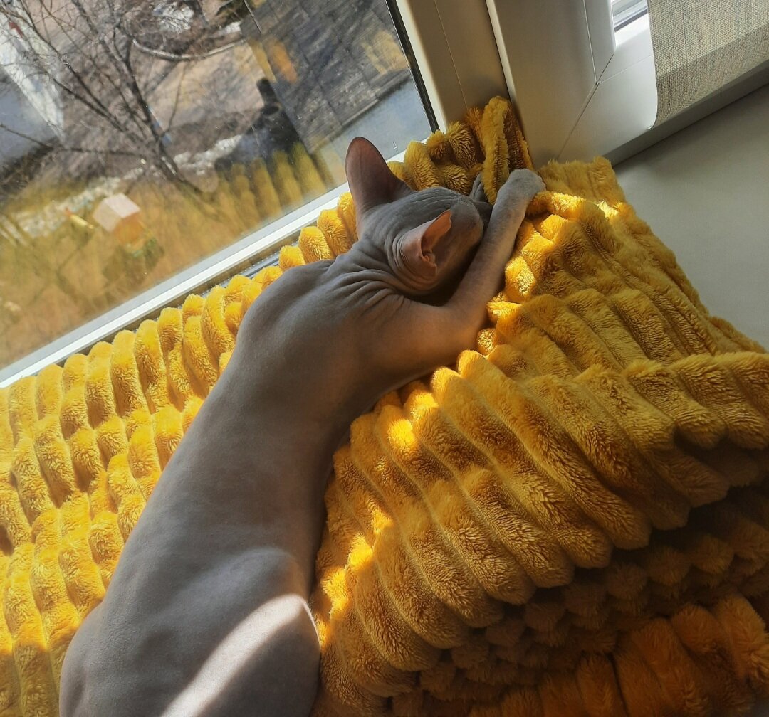 Замоталась Пикси, устала. 