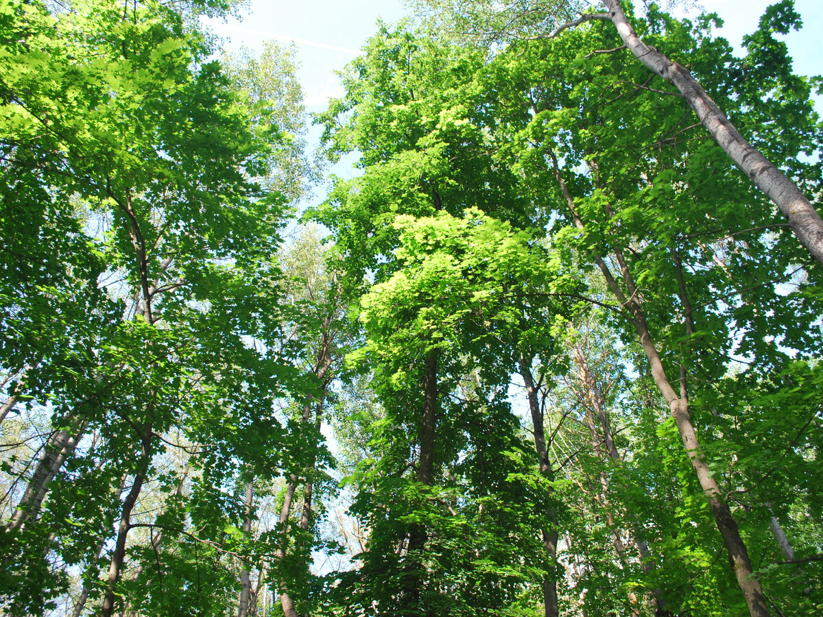 Взгляд на деревья снизу вверх в месте, именуемом в народе "блудным".