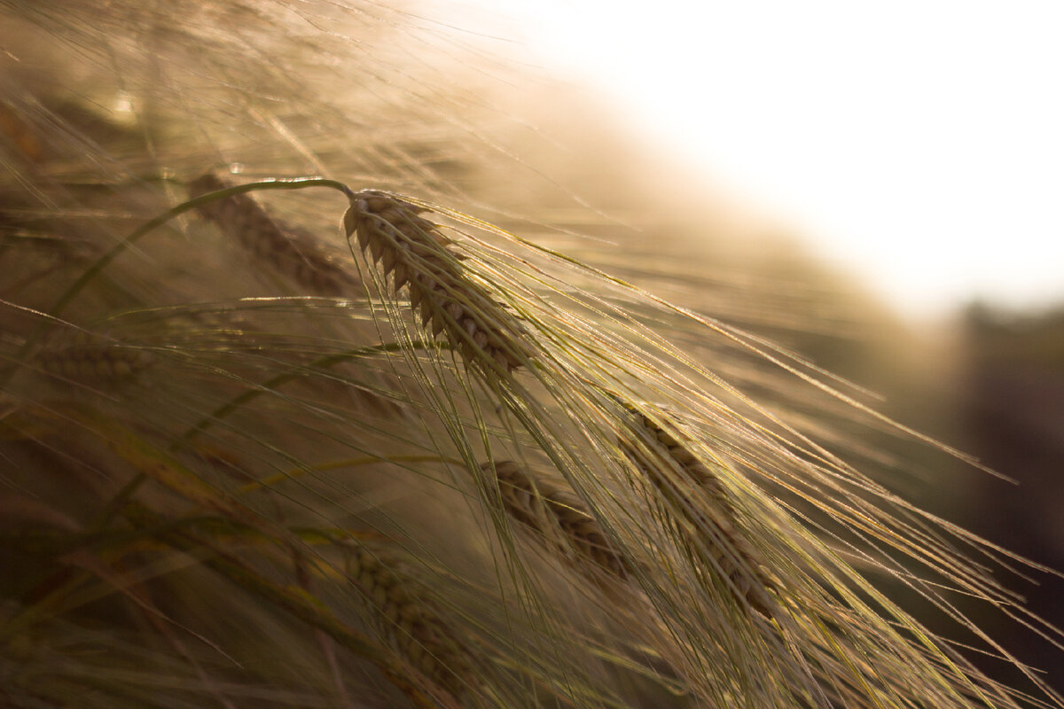 В свете утреннего солнца. 