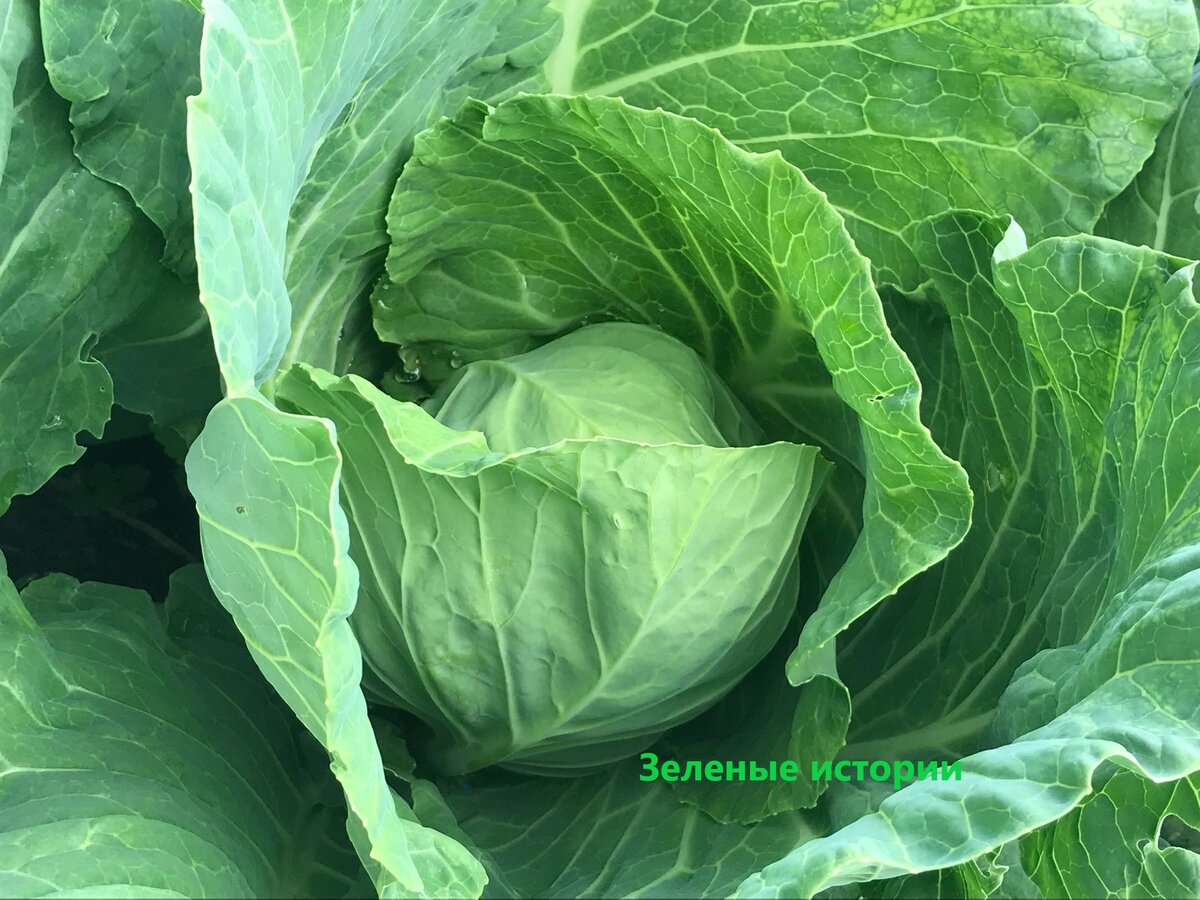 Все фото сделаны на моем участке