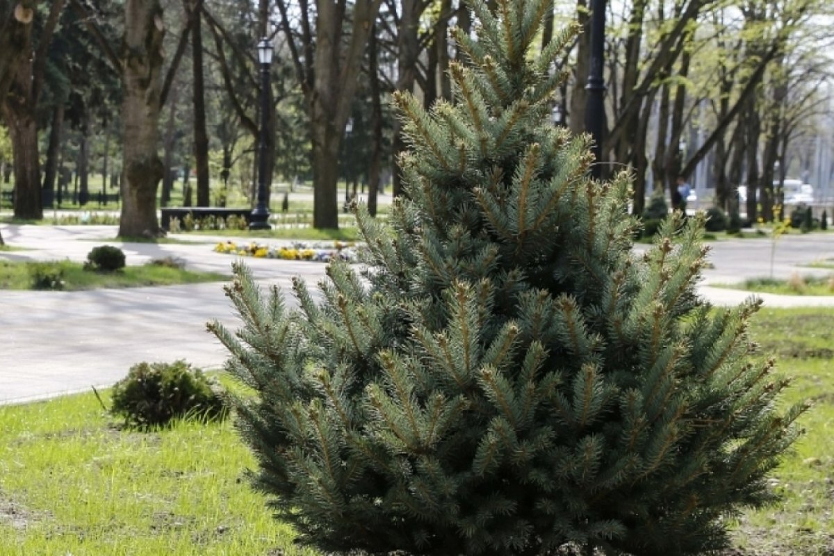    В Краснодаре двум новым скверам присвоили названия