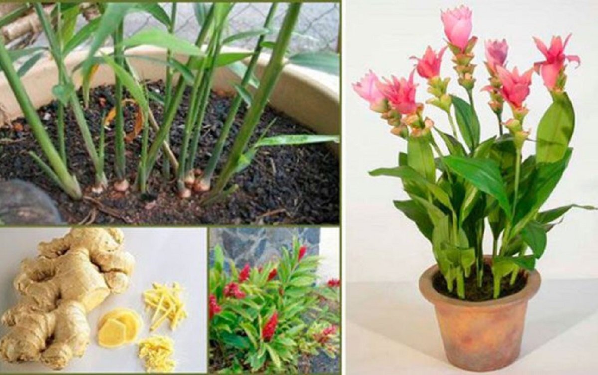 Цветущий имбирь в домашних условиях фото Loading... Ginger flower, Ginger plant flower, Beautiful flowers