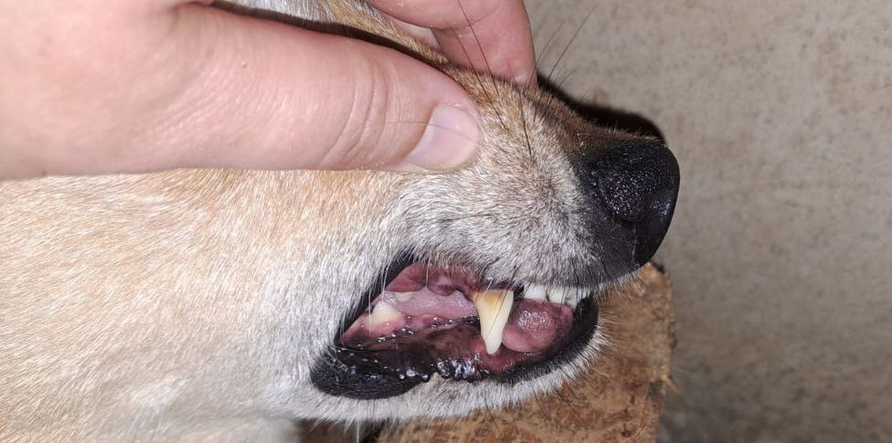 Опухоль возле правого нижнего клыка.