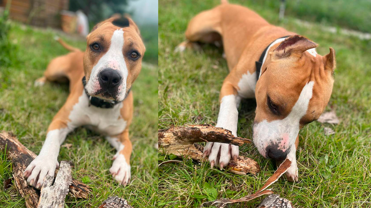 Собаки которые потерялись