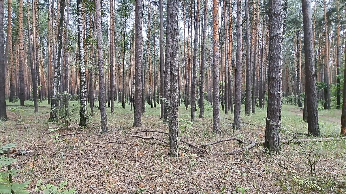 Тишина...