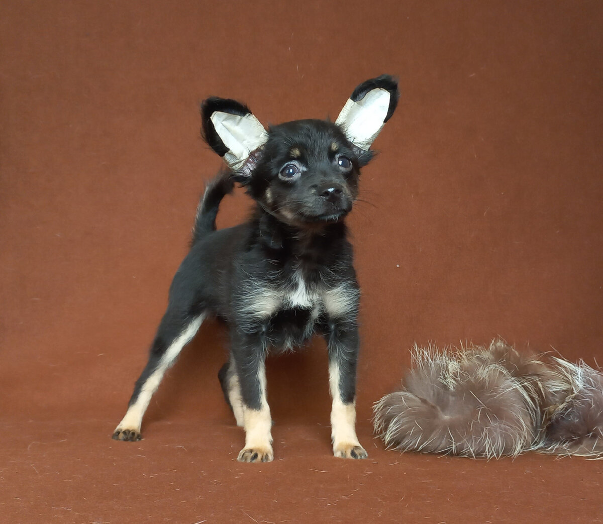 Щенок русского длинношерстного той-терьера