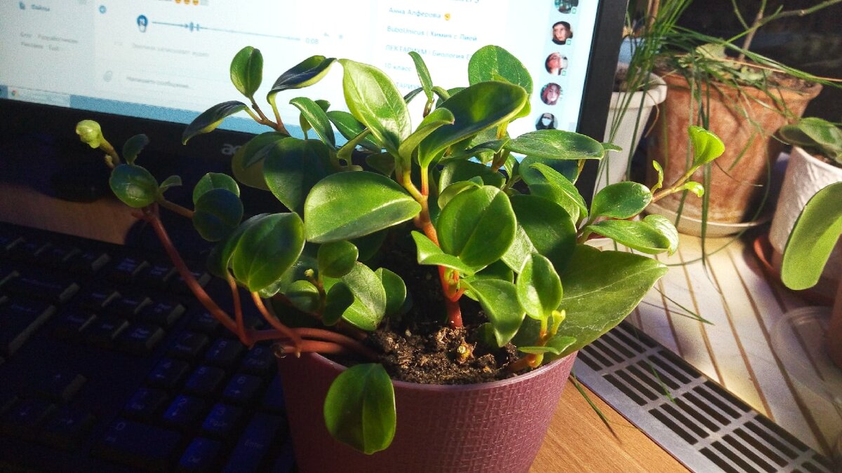 Моя пеперомия магноелистая, скверный вид