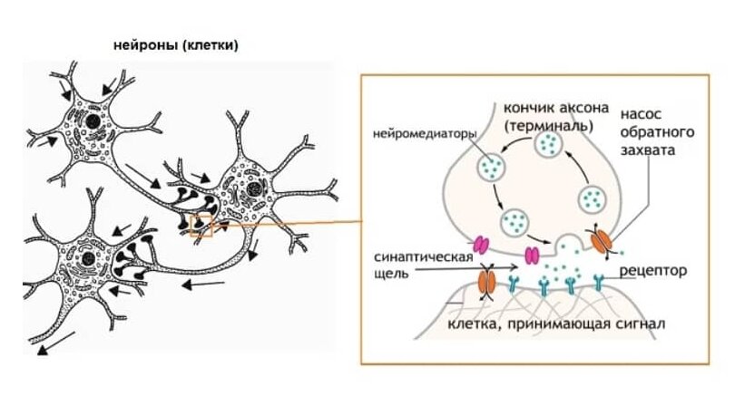 Клетки связаны. Синаптические связи между нейронами. Нейрон мозга схема. Взаимодействие нейронов синапс. Синаптические связи между нейронами схема.