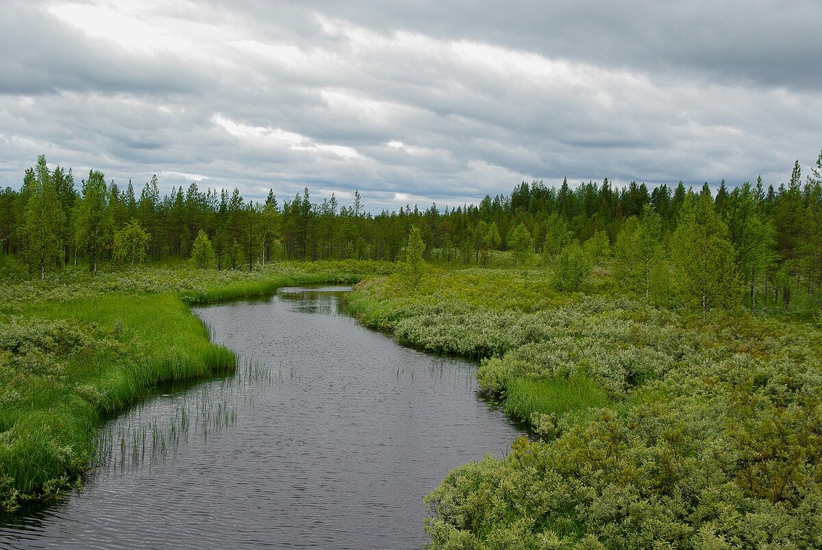 реки в тайге