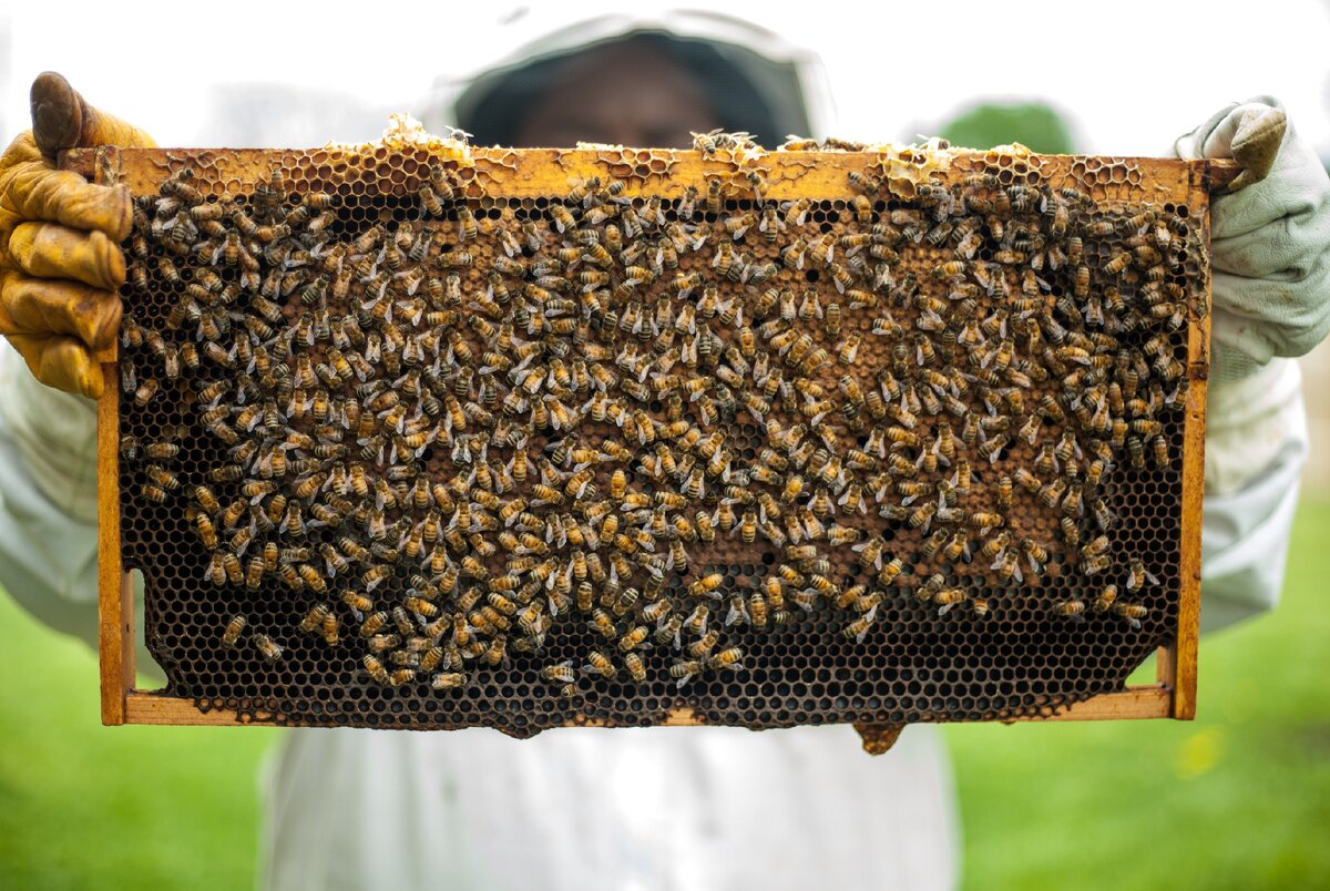 Как сделать отводки пчел весной без матки: условия для получения новой семьи