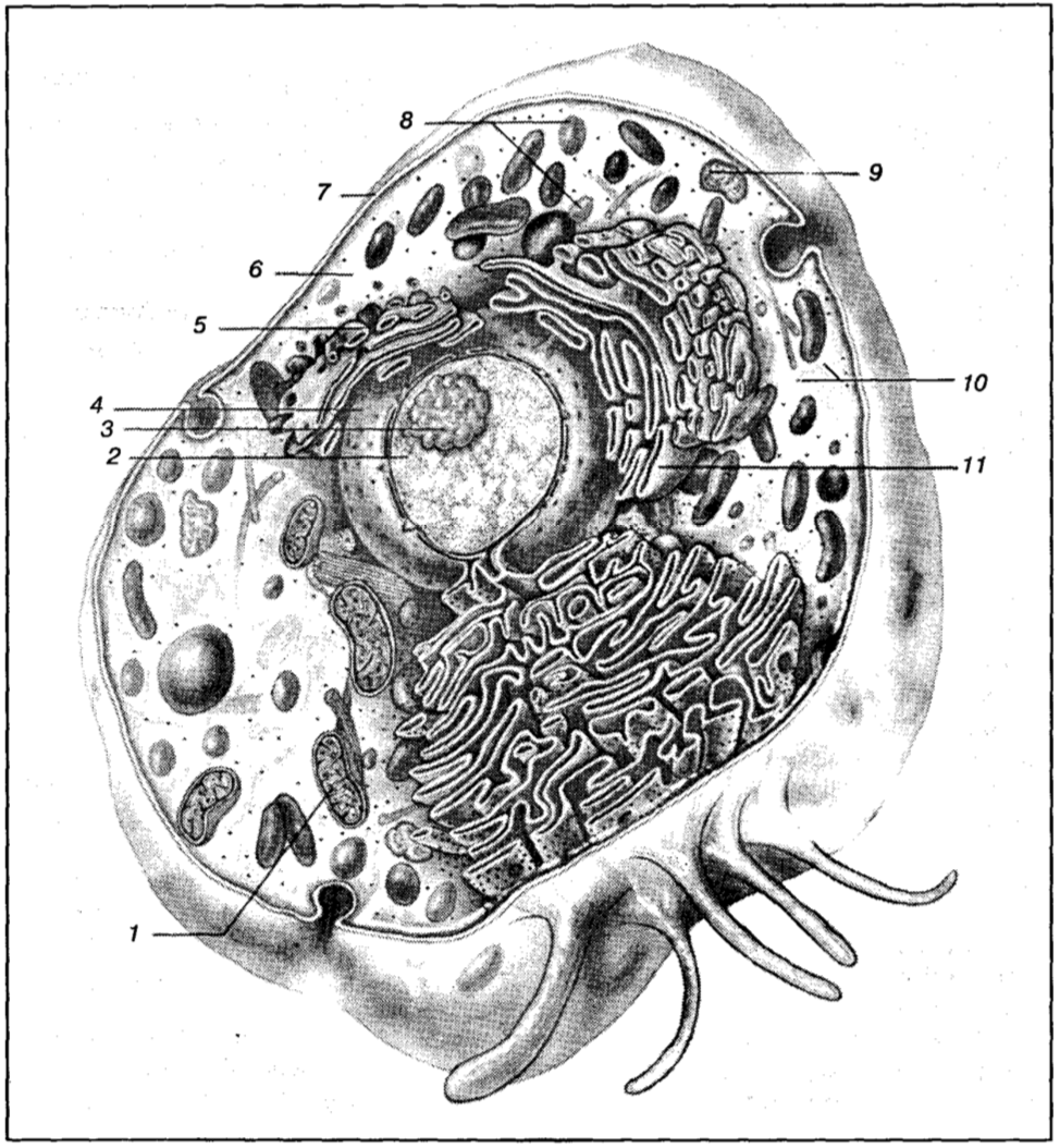 Структура клетки и ее отдельные органеллы, обеспечивающие клеточный метаболизм: 1 — митохондрия; 2 — хроматин; 3 — ядрышко; 4 — ядро; 5 — аппарат Гольджи; 6 — цитоплазма; 7 — клеточная мембрана; 8 — пероксисомы; 9 — лизосомы; 10 — рибосомы; 11—эндоплазматическийретикулум.