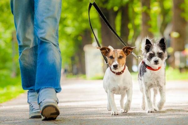 Из свободного источника интернета 