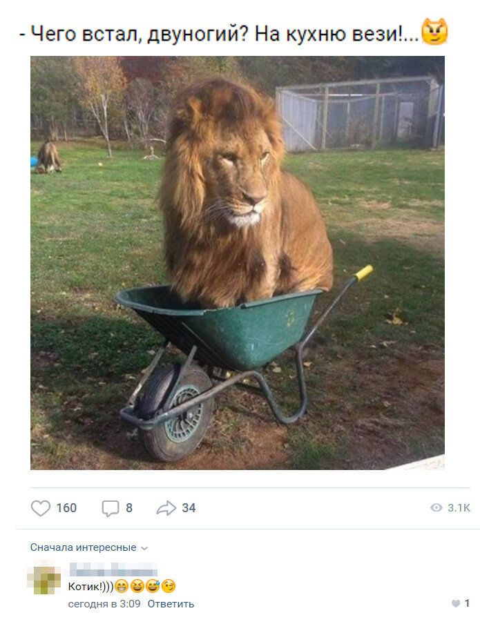 И как теперь на даче без тележки? Уходи киса, мне кое-что перевезти нужно...