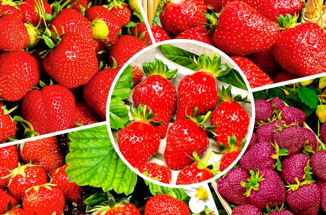 Слива колоновидная желтая. Лучшие сорта помидор для открытого грунта. Земляника крупноплодная гигантелла. Абрикос обыкновенный. Земляника ремонтантная холидей.