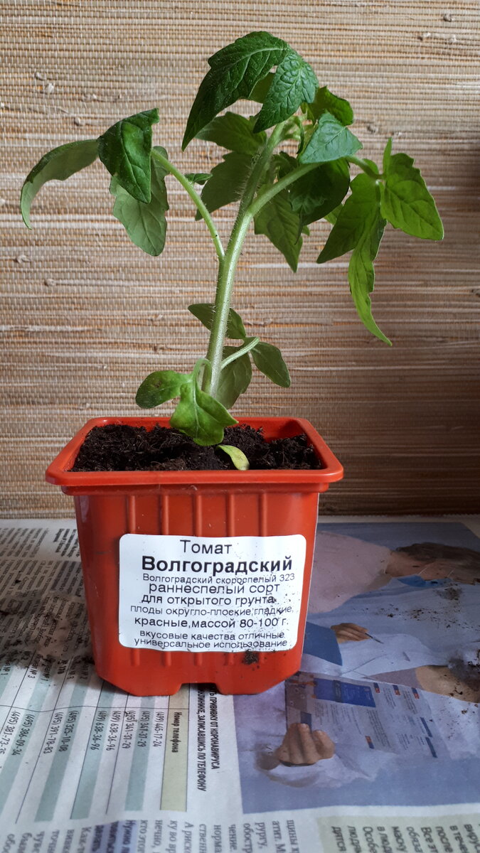 Ездила в ОБИ 15 апреля 🚂🚀. Много рассады появилось в продаже 🍅🥒🌶🥬  Показываю свои покупки. | Михайловна | Дзен