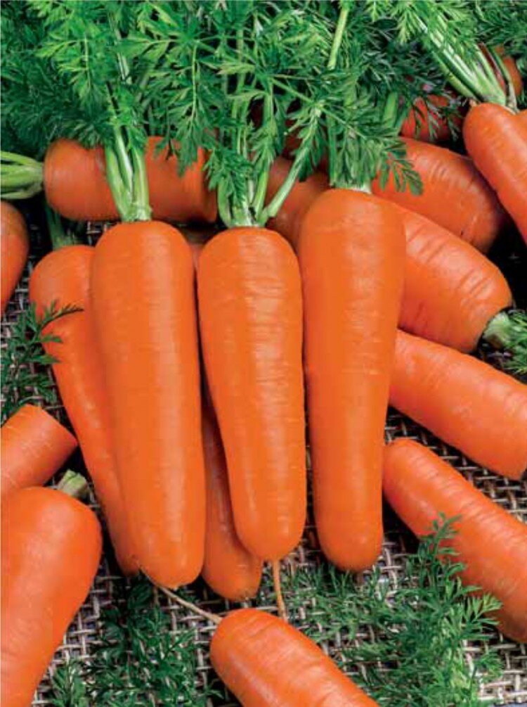Правильное выращивание моркови.