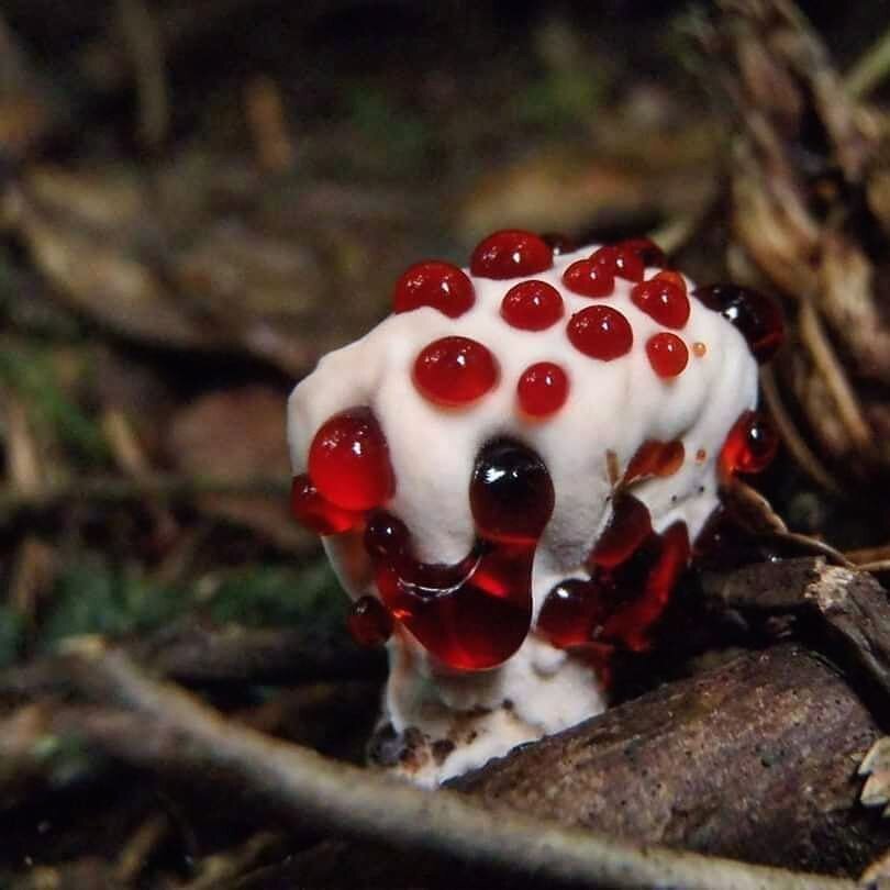 Собственно, зуб