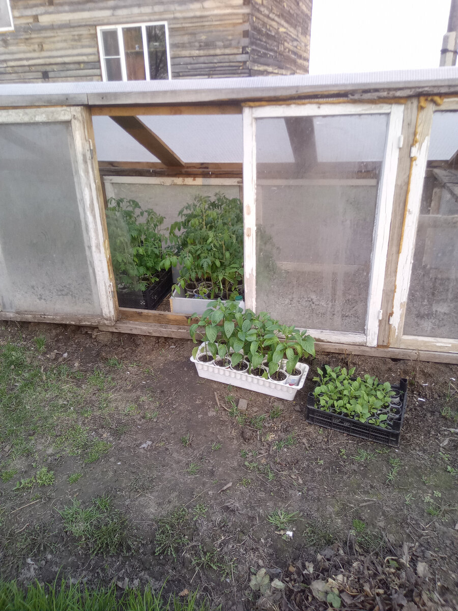 Закалка рассады