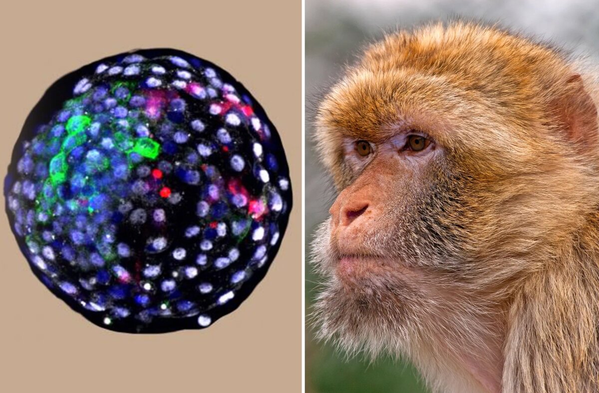 Фото: nypost.com