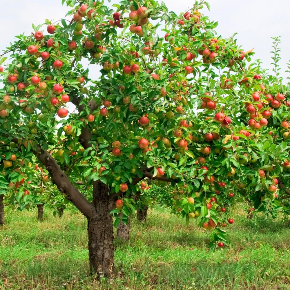 Делюсь советами, как ухаживать за яблоней