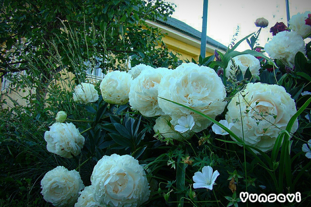 Добавление цветущих однолетних и многолетних растений - один из самых быстрых способов освежить ваш двор 