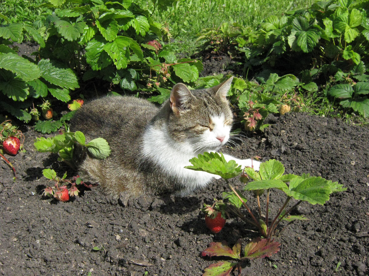 Сон среди клубники тоже здорово. Фото мое.