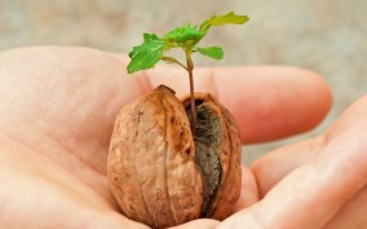 Правильно выбирайте сорта и гибриды огурцов
В любом, даже самом небольшом садовом магазине, можно найти не один десяток пакетиков с семенами огурцов. Если вы еще не знаете, какой сорт вам подойдет, легко поверить заманчивой картинке и схватить ту упаковку, которая покажется самой яркой. Однако при выборе сорта стоит ориентироваться не на обещания маркетологов, а на мелкий шрифт, напечатанный на обратной стороне пачки.
Подборка самых урожайных сортов огурцов, очень вкусных, сочных и без капли горечи.Лучшие сорта огурцов без горечи (описание с фото)Во-первых, ориентируйтесь на место выращивания. Если у вас есть теплица или парник, выбирайте сорта и гибриды для закрытого грунта, планируете сажать их просто на грядах – для открытого. Во-вторых, не экономьте на семенах и выбирайте устойчивые к распространенным болезням огурца и не склонные к горечи. Как правило, это гибриды, например, Герасим F1, Гирлянда F1, Дока F1, Муму F1, Хоровод F1 и т.д. И, наконец, не гонитесь за пучковыми гибридами. Да, смотрятся они потрясающе, да и урожай могут дать богатый, но при этом очень капризны. Если не поливать и не подкармливать их буквально "по часам", то вместо обильных пучков вы получите усыхающие завязи.Не заставляйте огурцы тесниться
Независимо от того, растите вы огурцы в теплице или в открытом грунте, каждому кустику потребуется немало места. Часто высаженная рассада или густо посеянные семена приведут к тому, что растения будут мешать друг другу, бороться за свет и влагу, переплетаться и в итоге потратят силы на все что угодно, кроме плодоношения.Между кустами должно быть не менее 60 см в ряду и 120 см между рядами, при вертикальном выращивании можно сажать гуще – на расстоянии 40-50 см друг от друга. Кустовые сорта огурцов можно сажать с расстоянием между рядов около 90-100 см. Кстати, в одну лунку лучше сразу сеять по 2 семечка, чтобы потом выбрать наиболее крепкое растение.Включить звукКупитьВернуться к просмотруГрамотно увлажняйте огурцы
Именно нерегулярный или недостаточный полив, а также холодная вода чаще всего становятся причинами выработки в огурцах кукурбитацина – вещества, отвечающего за горечь. Чтобы не приходилось морщиться и чистить молоденькие огурчики, всегда держите наготове емкость с отстоянной теплой водой для полива (25-28°С). Осуществлять полив огурцов нужно 1-2 раза в неделю, в зависимости от погоды и типа почвы. Желательно, чтобы она всегда была умеренно влажной, не пересыхала, но и не превращалась в болото.Землю поливают в рядах, промачивая ее на 20 см, а вот под корень стараются не лить, чтобы он не загнил. Хотите опрыскать водой или слабым раствором удобрения листья огурцов? Делайте это после 18.00, когда воздух начинает остывать и солнечные лучи уже не прямые.
Все, что надо знать о поливе огурцов, в зависимости от времени года и условий выращивания.Как правильно поливать огурцы для хорошего урожаяСоблюдайте температурный режим
Не каждый регион в нашей стране может похвастать наличием продолжительного периода погоды, пригодной для выращивания огурцов. Так, для роста им необходима среднесуточная температура выше 15°С. Корневая система огурцов лучше всего развивается, когда почва прогрета до 20-25°С, а больше всего завязей появляется при температуре 25-30°С. При этом важно помнить, что когда воздух горячее 35°С, пыльца огурцов становится стерильной.Даже кратковременные похолодания до 2-3°С приводят к гибели растений, а если температура в 8-10°С держится несколько дней, огурцы начинают страдать от многочисленных заболеваний. Поэтому если прогноз погоды неблагоприятен, а огурцы вы выращиваете в открытом грунте, замульчируйте их, установите дуги и накройте плети плотным спанбондом или пленкой. На самые холодные ночи предусмотрите емкости с горячей водой, уложенные в междурядья.Защищайте огурцы от ветра
Огурцы не любят сквозняк и ветер, они отдают предпочтение неподвижному влажному воздуху. Если в теплице и парнике обеспечить им такие условия довольно легко, то в открытом грунте могут возникнуть проблемы. Ветра, как и перепады температуры, вызывают заболевания огурцов и горечь плодов.Чтобы защитить свои растения, прикрывайте их легкими переносными щитами с наветренной стороны или высаживайте в тех частях огорода, где не бывает сквозняков.Обеспечьте огурцам полноценное питание
Понять, что вашим огурцам чего-то не хватает, можно по изменению цвета листьев и формы плодов. Но порой дело не только в нехватке питания, но и в несоблюдении норм выращивания, например:нехватка азота – кончик огурца растет светлым, зауженным и загнутым;
нехватка калия – плоды приобретают грушевидную форму;
нехватка питания – пучковые сорта огурцов сбрасывают часть завязей;
неравномерное увлажнение – у огурца посередине появляется перетяжка ("талия");
переопыление разных сортов и гибридов – плоды растут дугообразно.
Чтобы плоды огурцов были ровными и красивыми, необходимо своевременно вносить в почву разнообразные подкормки и несколько раз за сезон чередовать их с внекорневыми. Для этого вам потребуется органика (вносить перепревший навоз или компост в грунт требуется до посадки огурцов) и специализированные удобрения для огурцов (Сударушка, Великан, Агрикола, БиоМастер и др.). Заменить их можно и народными средствами подкормки для огурцов.
Какими народными средствами подкормить огурцы в течение сезона, чтобы собрать хороший урожай?Подкормка огурцов народными средствами – 5 "работающих" рецептовСвоевременно прищипывайте плети огурцов
Все еще сомневаетесь, надо ли прищипывать огурцы? Наш ответ – безусловно, да! И дело не только в том, что бесконтрольно разрастающиеся огурцы способны превратить вашу теплицу в джунгли, но и в том, что в этих зарослях практически не найдется, чем поживиться. Ведь женские побеги, на которых развиваются плоды, вырастают только в боковых частях растения. Но и просто обрывать все лишние (на ваш взгляд) плети и листья тоже бессмысленно и даже вредно, поэтому прежде чем приступить к прищипыванию огурцов, нужно понять, что за разновидность перед вами.Одностебельные сорта и гибриды со слабым ростом боковых побегов прищипывать не нужно.Остальные разновидности можно смело формировать. Если перед вами самоопыляемое растение, просто подвяжите его к шпалере, дожидайтесь появления первых 2-3 боковых плетей и прищипните их после первого листа, а последующие прищипывайте по достижении ими полуметра в длину.Если вы выращиваете пчелоопыляемые огурцы, то подвяжите центральный побег, прищипните его по достижении полуметра в высоту, в пазухах 3-4 нижних листьев полностью удалите все боковые побеги, а следующие 2 пары побегов укоротите до 20 см, а образующиеся выше них боковые побеги укорачивайте до 50-60 см.Партенокарпические гибриды огурцов, которые образуют плоды без опыления, прищипывают особым образом. Но важно быть уверенными в том, что перед вами именно такой гибрид, иначе растение может погибнуть от неправильного ухода. Для начала "ослепите" (прищипните после первого листа) 4 боковых плети. Затем на протяжении метра оставляйте плети, но укорачивайте их, чтобы на каждой было не более 1 завязи. На следующих 50 см оставьте по 2 завязи и 2 листа. Когда главный побег дорастет до верхушки шпалеры, переведите его в горизонтальное положение, обернув несколько раз вокруг проволоки шпалеры. После того как на этой горизонтальной части появятся 2-3 побега, прищипните главный стебель.Впервые прищипывать огурцы можно не раньше, чем они достигнут в высоту 30 см, а вот максимальная их длина не должна превышать 170 см.Защищайте огурцы от болезней и вредителей
Мучнистая роса и ложная мучнистая роса, мозаика и корневая гниль – у огурцов немало заболеваний, которые особенно быстро поражают растения в теплице. Большинство из них проще не допустить, чем вылечить, поэтому всегда протравливайте посевной материал или покупайте его уже обработанным, регулярно проводите дезинфекцию теплицы (хотя бы раз в сезон), удаляйте все растительные остатки, опрыскивайте посадки 1%-ным раствором бордоской жидкости и выбирайте сорта и гибриды, устойчивые к большинству заболеваний.
Любую болезнь трудно вылечить без правильной диагностики. Это касается и огурцов, чьи заболевания очень похожи по симптомам, а вот "лекарства" в каждом случае требуются разные.Основные болезни огурцов – фото, описания и способы леченияВ случае с вредителями все не так просто – попасть в ваши посадки они могут в любую минуту, поэтому всегда нужно быть начеку. Основные вредители огурцов – паутинный клещ, тля и белокрылка, причем поразить растения они могут как в теплице, так и в открытом грунте.Если народные средства от огуречных вредителей, например, опудривание золой или опрыскивание раствором зеленого мыла не помогают, то переходите к химическим препаратам. От насекомых помогут Искра Био, Агравертин, Фитоверм, Пегас и другие препараты.
Мы собрали для вас "досье" на каждого вредителя – сохраните эту подборку!Все огородные вредители в таблицах с описанием, фото и мерами борьбыМульчируйте огуречные гряды
Неважно, выращиваете вы огурцы в расстил или на опорах, почва под ними должна быть очищена от сорняков. Ведь чем гуще трава, тем больше шансов, что культурное растение останется без питания или станет жертвой насекомых-вредителей.Поэтому огуречные посадки нужно регулярно пропалывать и рыхлить, чтобы земля не покрывалась коркой. А если на даче вы бываете только по выходным, и на столь тщательный уход у вас нет времени, сделайте проще – замульчируйте гряды. Для огурцов подойдет мульча из торфа, перегноя, скошенной травы (без семян), соломы. Надежным и долговременным решением станет также геотекстиль.
Геотекстиль стал для дачников настоящим спасением. Благодаря этому материалу исчезают сорняки, и повышается урожайность.Геотекстиль – что это такое и где применяетсяСобирайте огурцы аккуратно
Казалось бы, что сложного в сборе огурцов? С этой задачей может справиться и ребенок. Однако не все так просто, тянуть за плети и рвать плоды вместе с частями стебля не стоит – это повредит растение и ослабит его, а травмированные стебли и листья могут стать открытыми воротами для попадания инфекций.Поэтому огурец нужно аккуратно сламывать у самого основания или, если вы не уверены, что сможете это осуществить, перерезать плодоножку ножницами.Признаем, огурцы – непростая культура, и не каждый огородник с первого раза может их вырастить. Но если делать все правильно, то урожая хватит и на летние салаты, и на зимние консервации.Добавить в мою подборкуЭта статья в подборках читателейСад и огородСписок из 357 статей
Создан 14-12-2017
РазноеСписок из 384 статей
Создан 22-08-2019
как избавиться от сорняковСписок из 37 статей
Создан 14-06-2018
ОгородСписок из 57 статей
Создан 02-04-2018
огурцыСписок из 28 статей
Создан 21-01-2018
Растения садовыеСписок из 62 статей
Создан 28-08-2018
