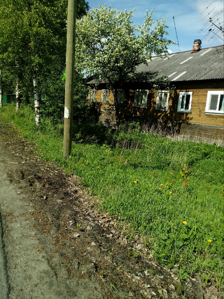 Архангельск - город контрастов. Здесь ещё можно увидеть деревянные дома и  встретить пасущихся коз | Поморочка | Дзен