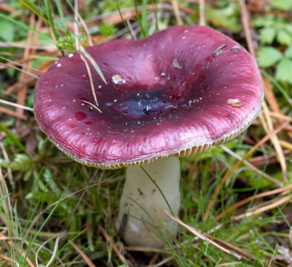 Фото из открытых источников.