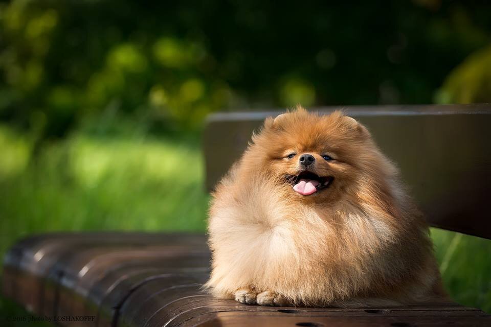 5 - Померанский шпиц  . Высота в холке : до 20 см. Вес : до 3,5 кг