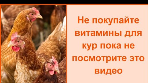 Чем пропаивать кур - волшебное лекарство и витамины для кур несушек