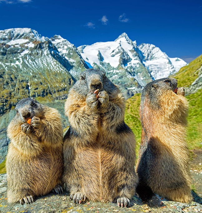 фото взято из открытого доступа