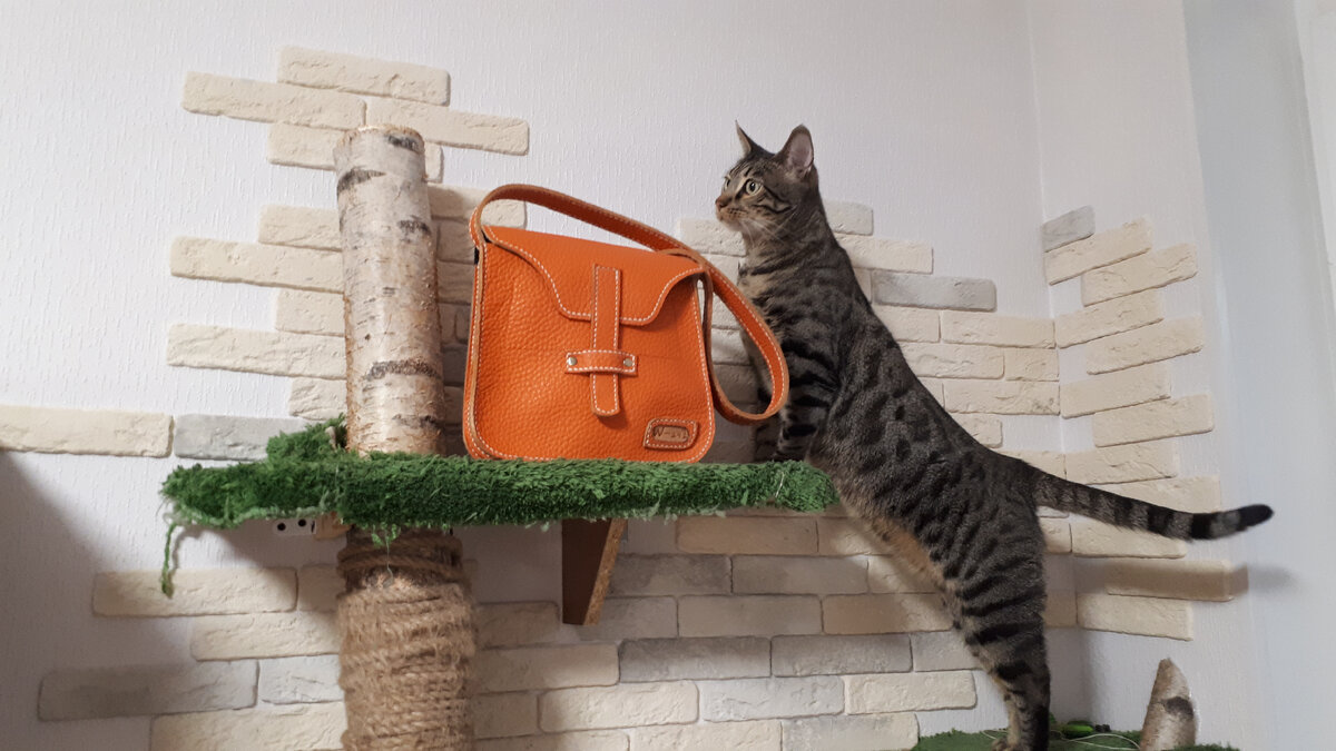 наш кот Риччи