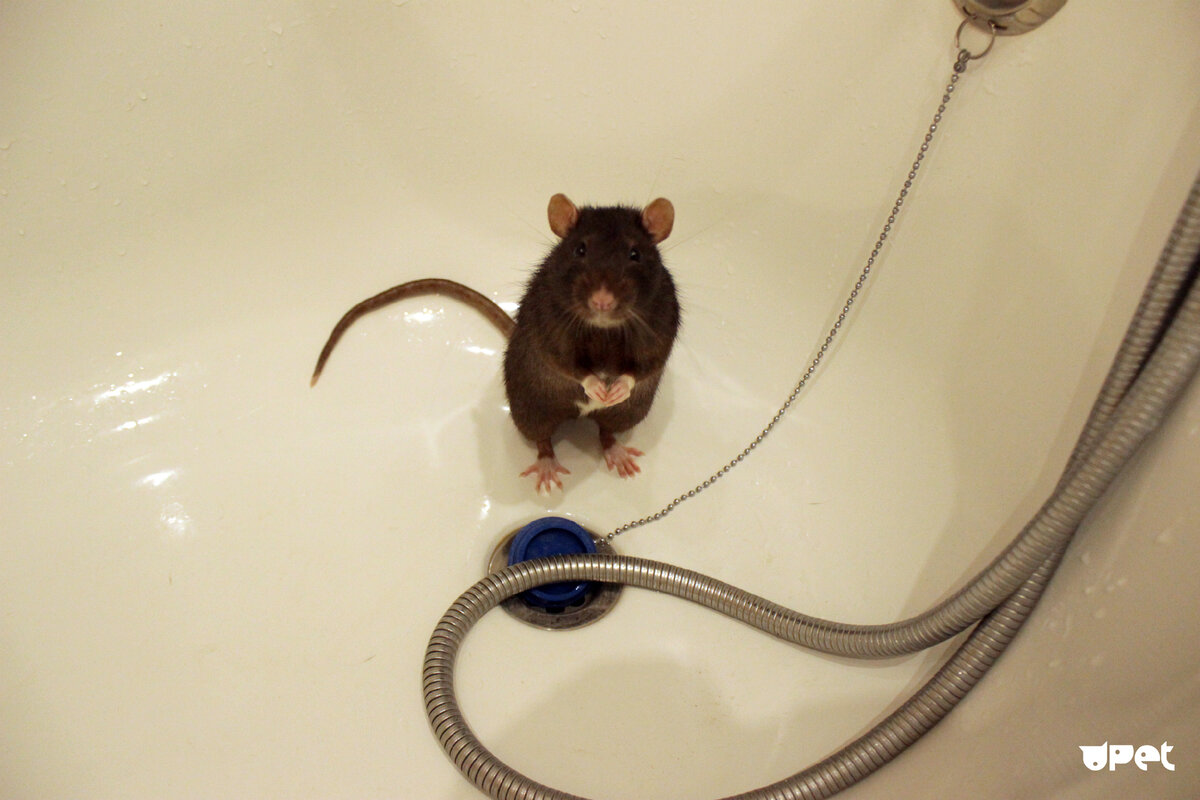 Можно ли мыть мышь. Мышь в ванной. Мышка в ванне.