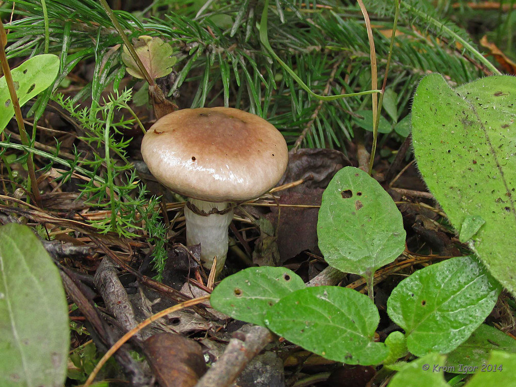 Мокруха еловая, взятая в себе (фото Игоря Крома)