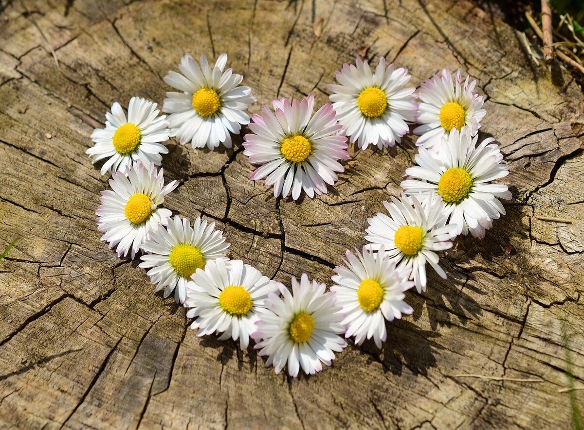 Изображение с сайта Pixabay 